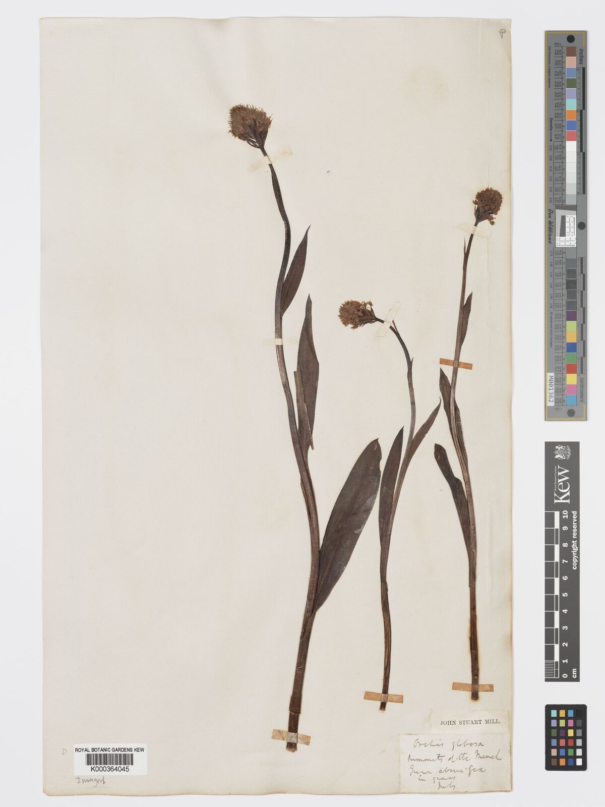 Kew Gardens K000364045:  Mill, J.S. [s.n.] France
