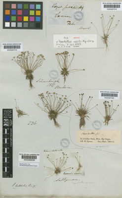 Kew Gardens K000587320:  Spruce, R. [s.n.] Brazil