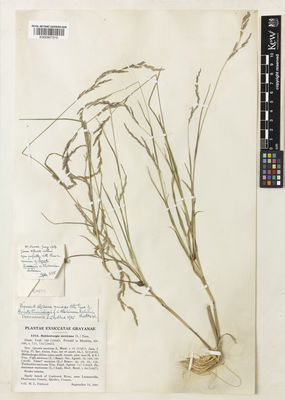 Kew Gardens K000907315:  Fernald, M.L. [s.n.] Canada