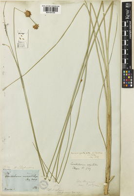 Kew Gardens K001057335:  Chapman, A.W. [s.n.] United States