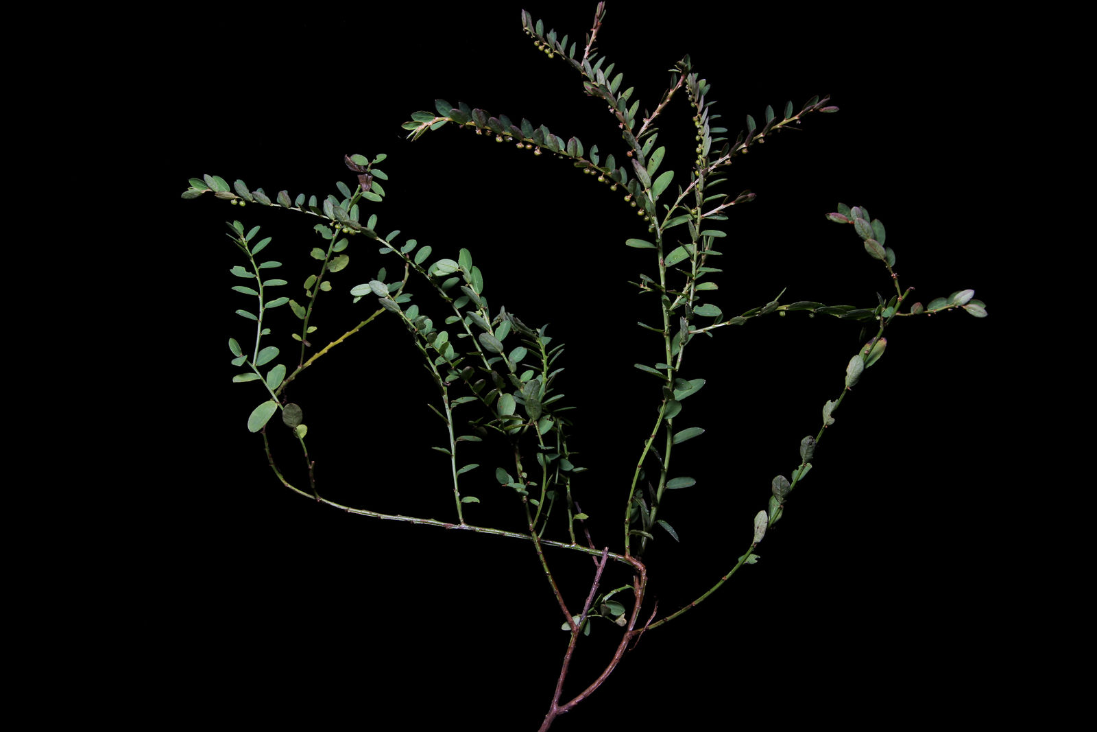 phyllanthus niruri l. | plants of the world online | kew science