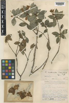 Kew Gardens K000769670:  Ward, F.K. [8578] India