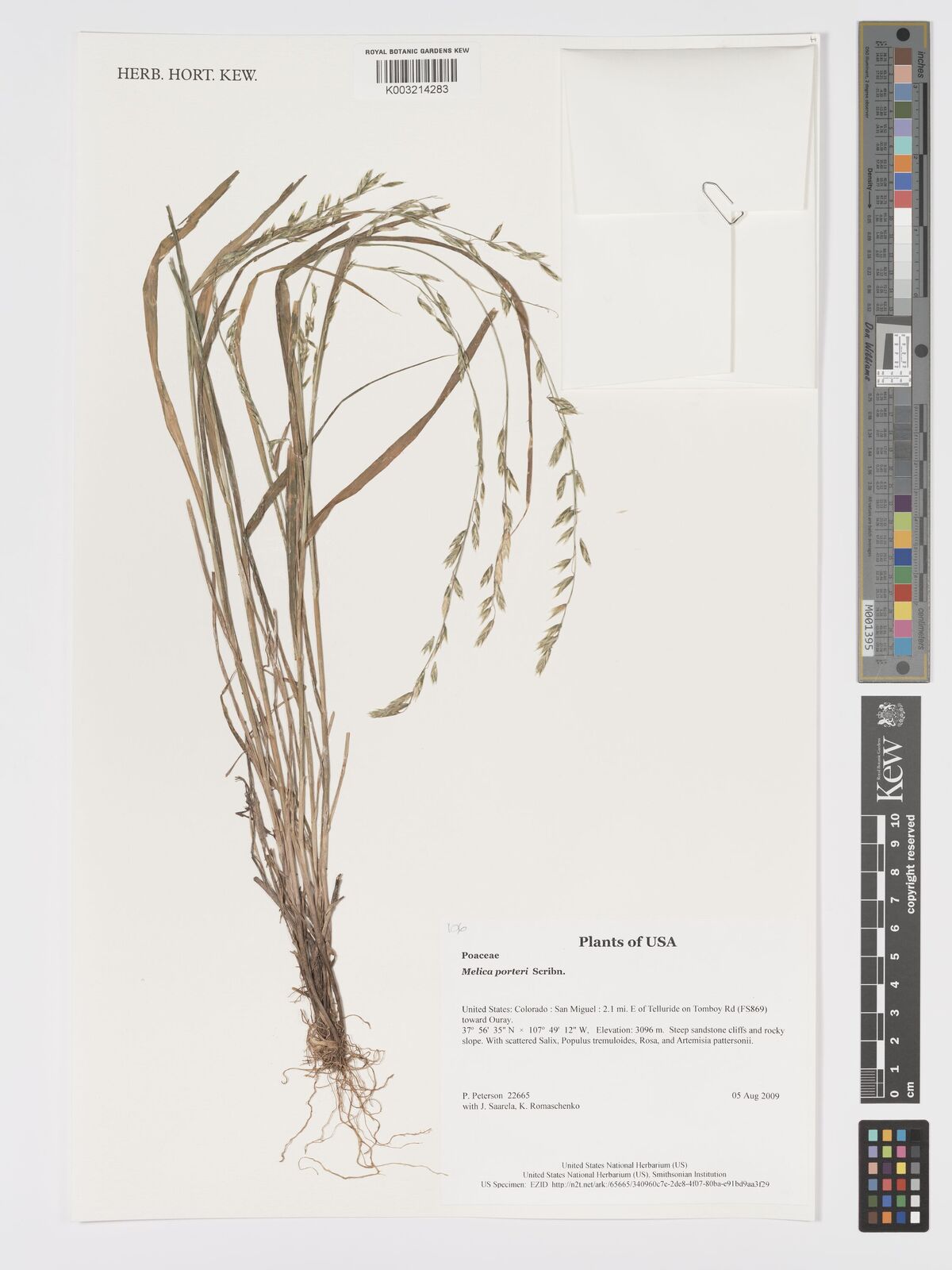 Melica porteri