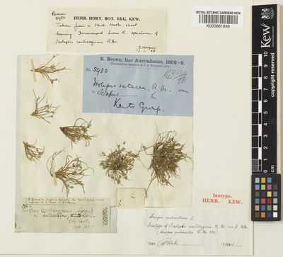 Kew Gardens K000881846:  Brown, R. [5980] Australia