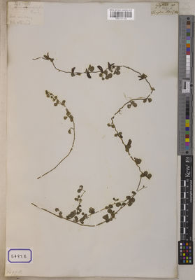 Kew Gardens K001121152:  s.coll. [Cat. no. 5497]