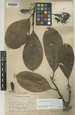 Kew Gardens K000681487:  Mann, G. [s.n.] India