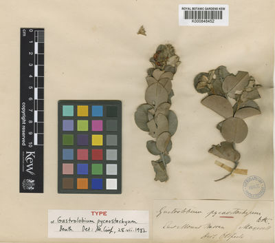 Kew Gardens K000848452:  Maxwell, G. [s.n.] Australia