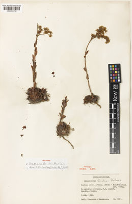 Kew Gardens K000838799:  Stainton, J.D.A; Henderson, D.M. [6061] Turkey