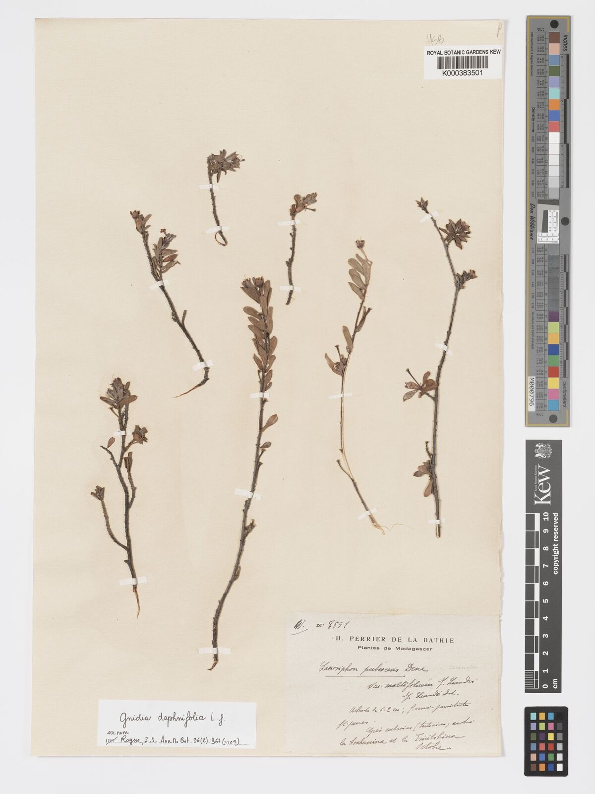 Kew Gardens K000383501:  Perrier de la Bâthie, H. [8551] Madagascar