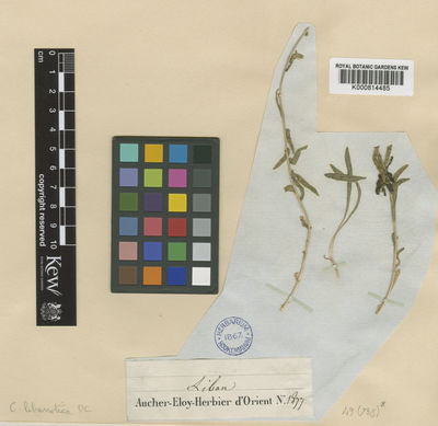 Kew Gardens K000814485:  Aucher Eloy, P.M.R. [1877] Lebanon