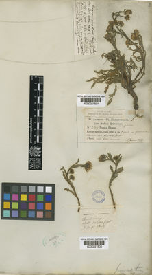 Kew Gardens K000221805:  s.coll. [s.n.] Ecuador