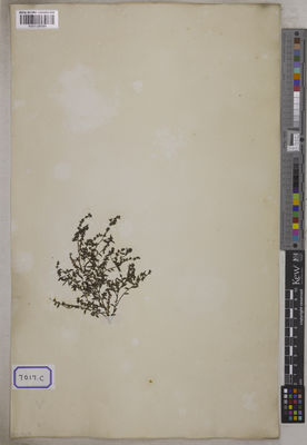 Kew Gardens K001126584:  s.coll. [Cat. no. 7017]