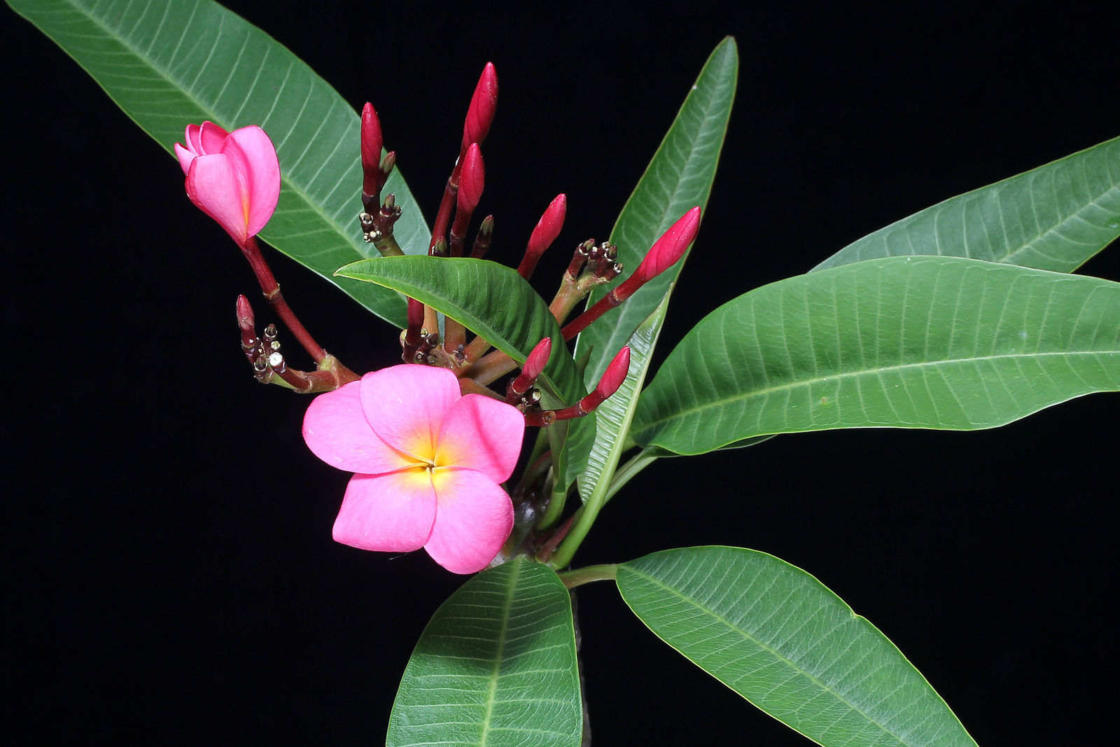 Plumeria rubra L. | Plants of the World Online | Kew Science