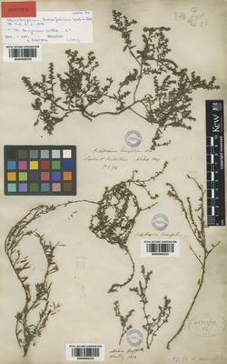 Kew Gardens K000998233:  s.coll.