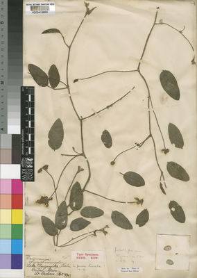 Kew Gardens K000419690:  Cameron [s.n.] Tanzania