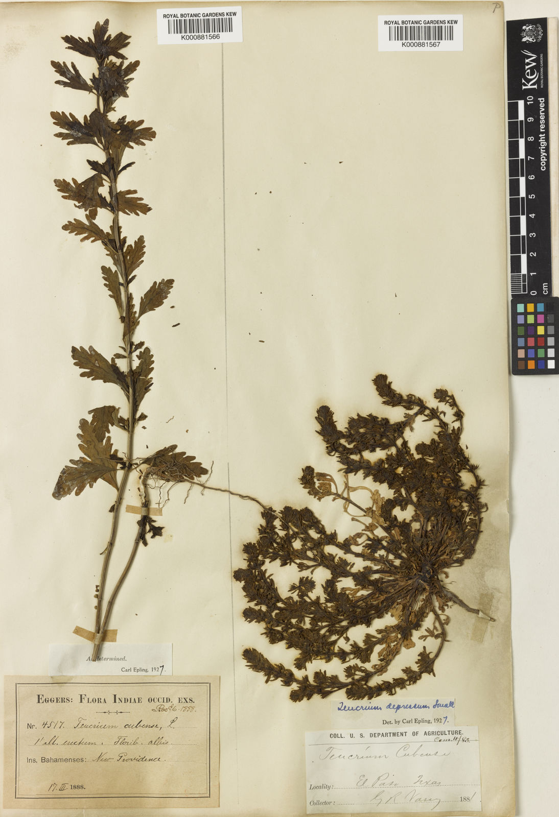 Teucrium depressum Small | Plants of the World Online | Kew Science