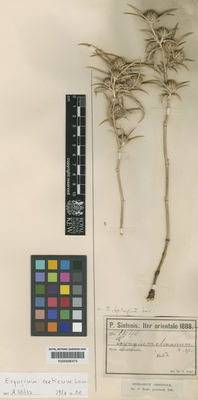 Kew Gardens K000686479:  Sintenis, P.E.E. [1440] Syria