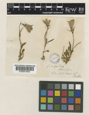 Kew Gardens K000814549:  Fischer [s.n.]