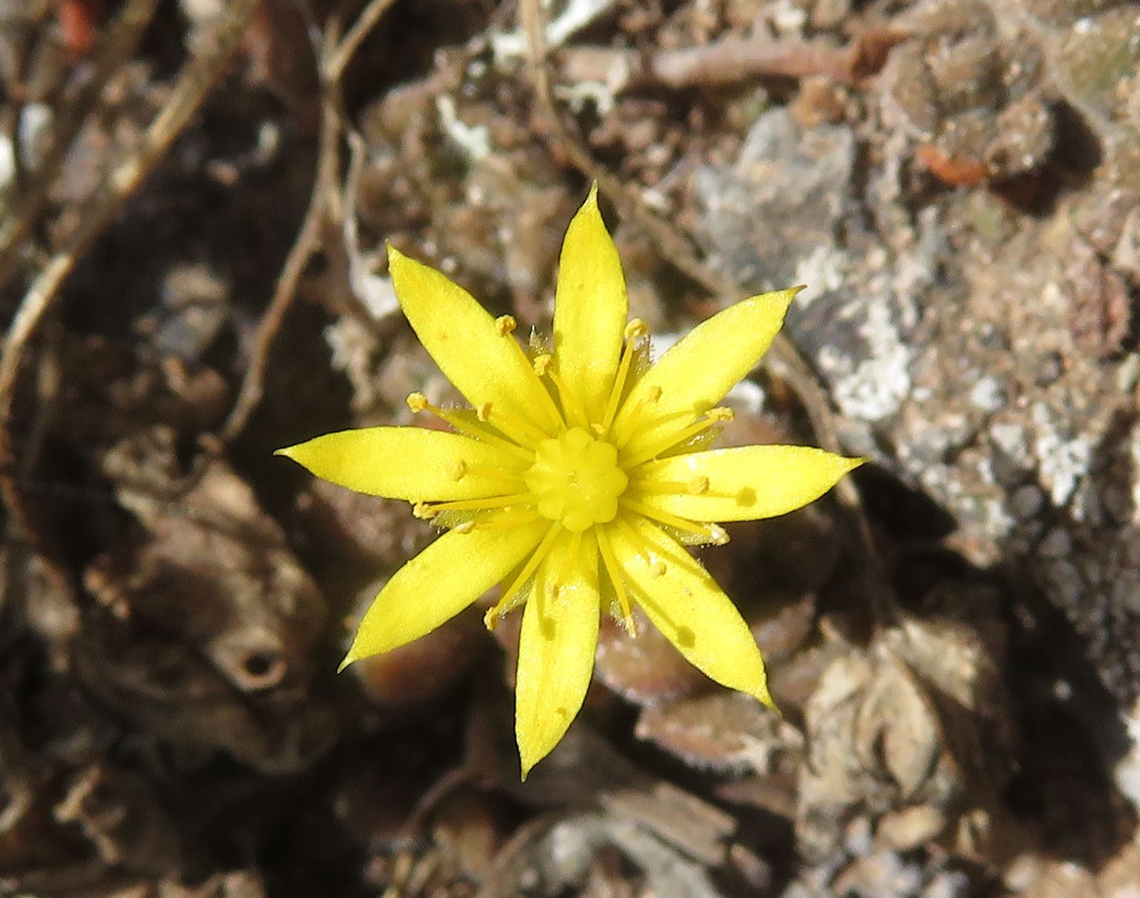 Aichryson tortuosum (Aiton) Webb & Berthel. | Plants of the World ...