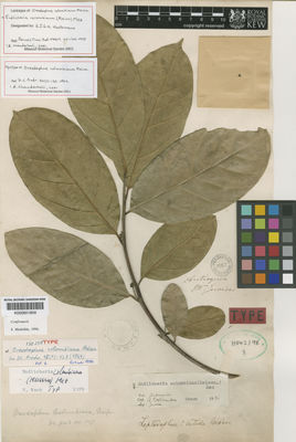 Kew Gardens K000601809:  Jervise [s.n.] Colombia