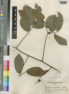 Kew Gardens K000198773:  Bequaert [4117] Congo, Democratic Republic of the