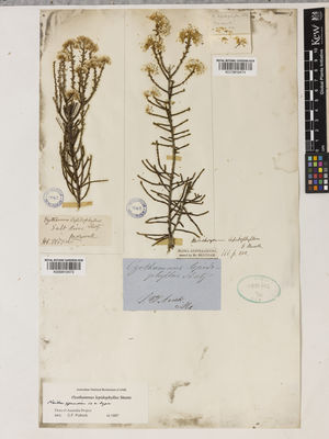 Kew Gardens K000910473:  Maxwell, G. [s.n.] Australia