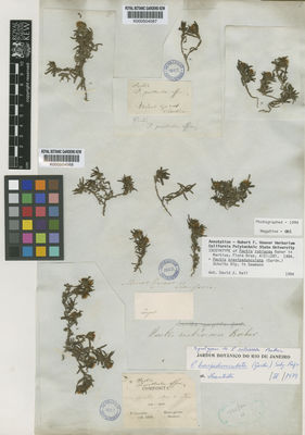 Kew Gardens K000504088:  Claussen [s.n.] Brazil