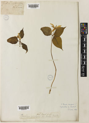 Kew Gardens K000844357:  Pursh, F. [s.n.]