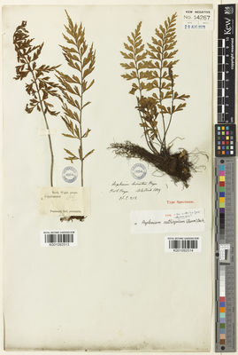 Kew Gardens K001092514:  Wallich, N. [212]