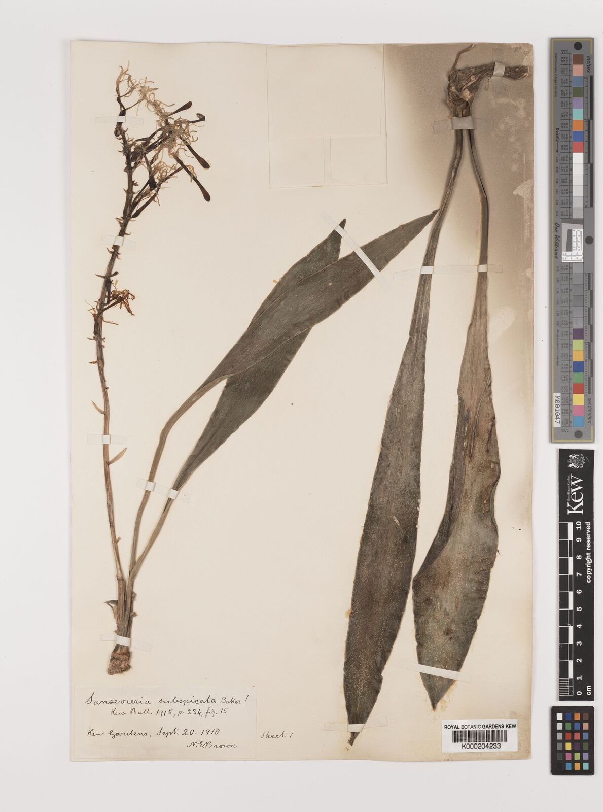 Sansevieria subspicata