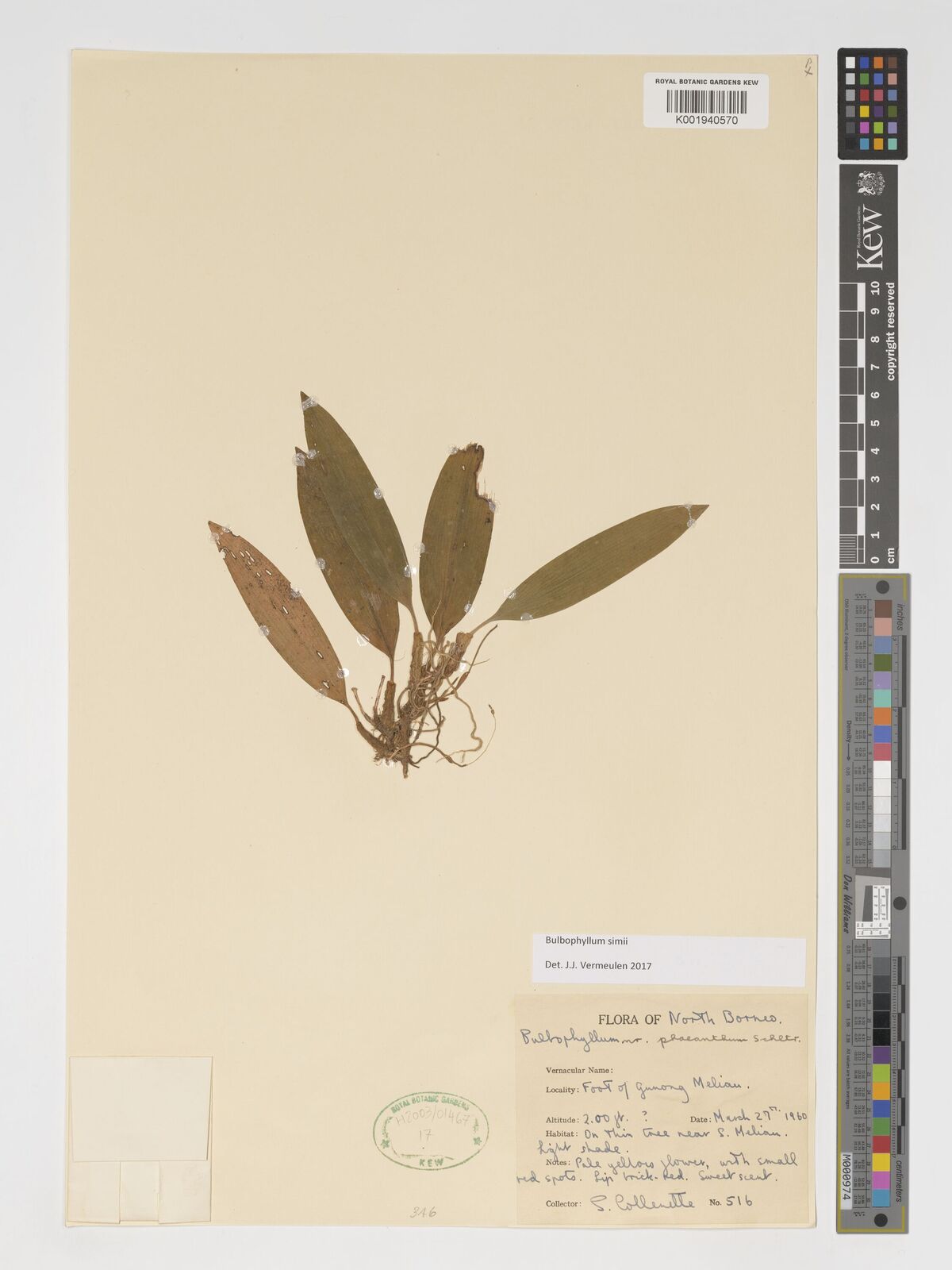Bulbophyllum simii