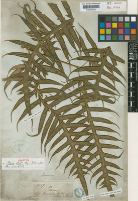 Kew Gardens K000589397:  Cuming [1267] Panama