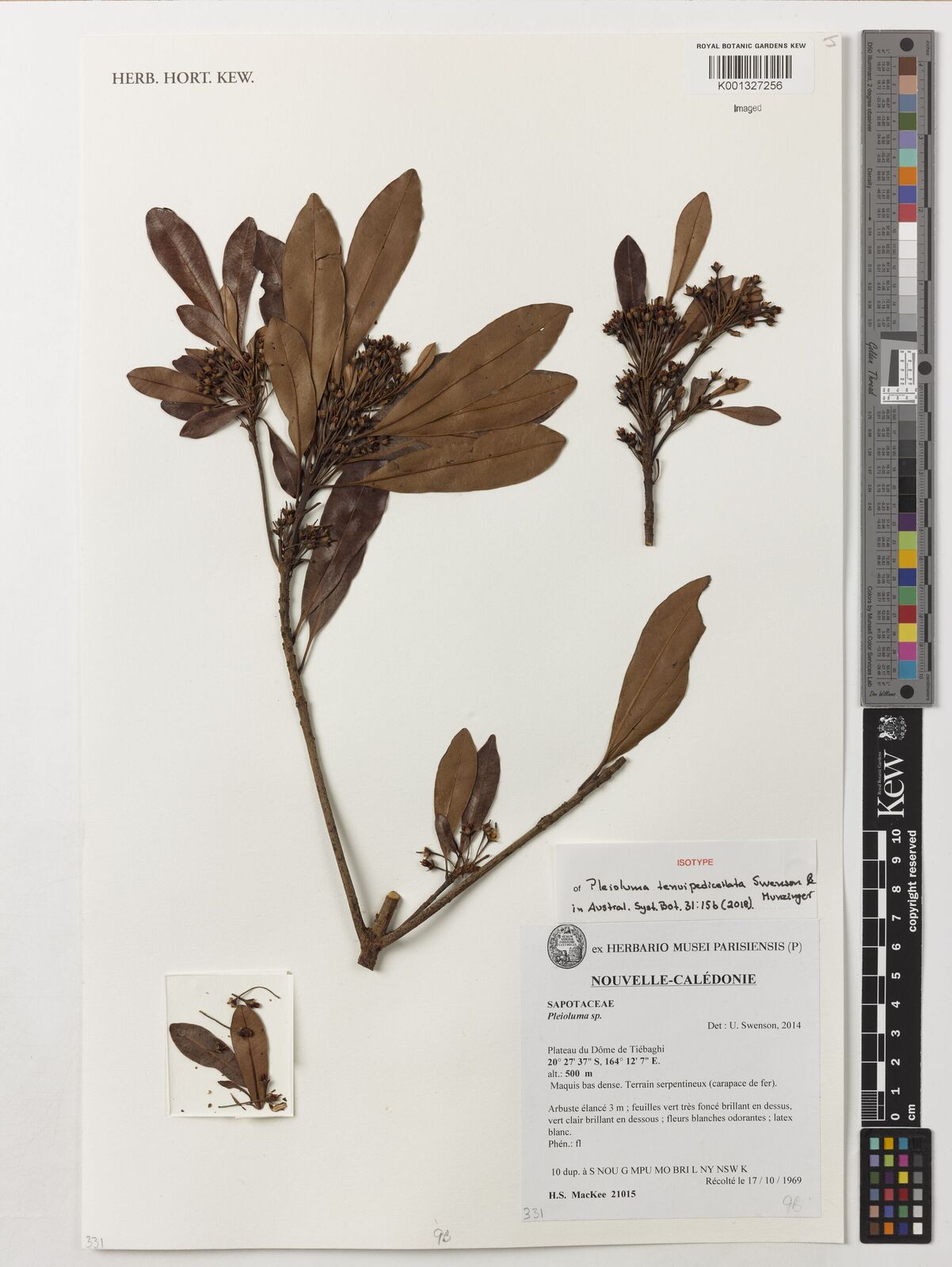 Kew Gardens K001327256:  MacKee, H.S. [21015] New Caledonia