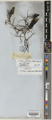 Kew Gardens K000527851:  Mathews [1119] Peru