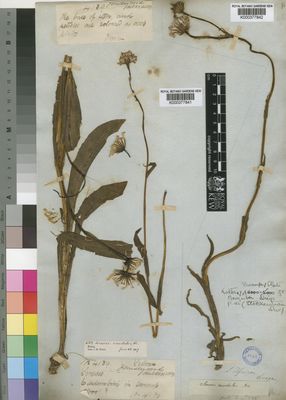 Kew Gardens K000377842:  Drege [s.n.] South Africa