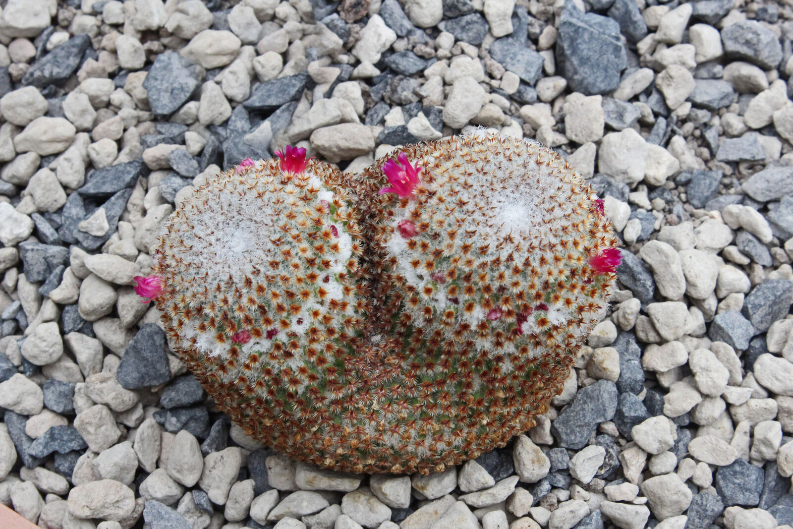 Mammillaria crucigera