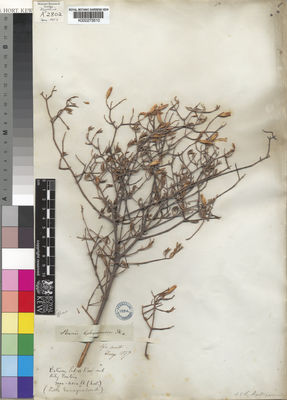 Kew Gardens K000273510:  Drege [s.n.] South Africa