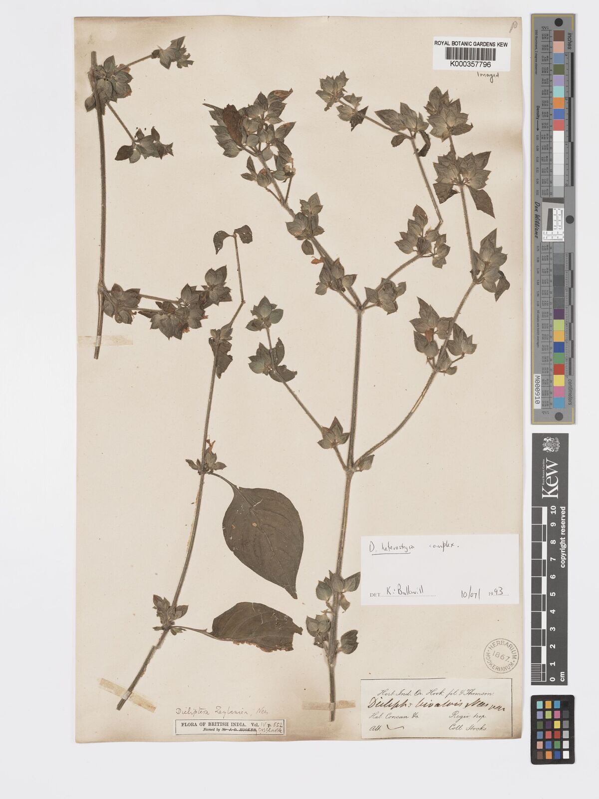 Kew Gardens K000357796:  Stocks [s.n.] India
