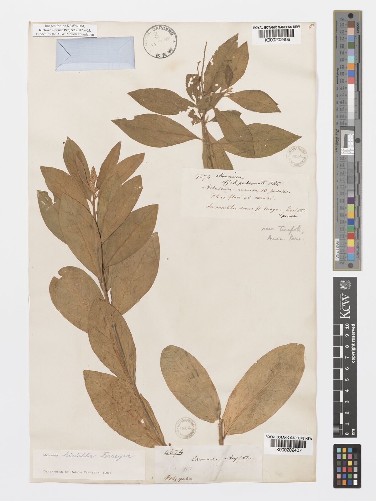 Monnina hirtella