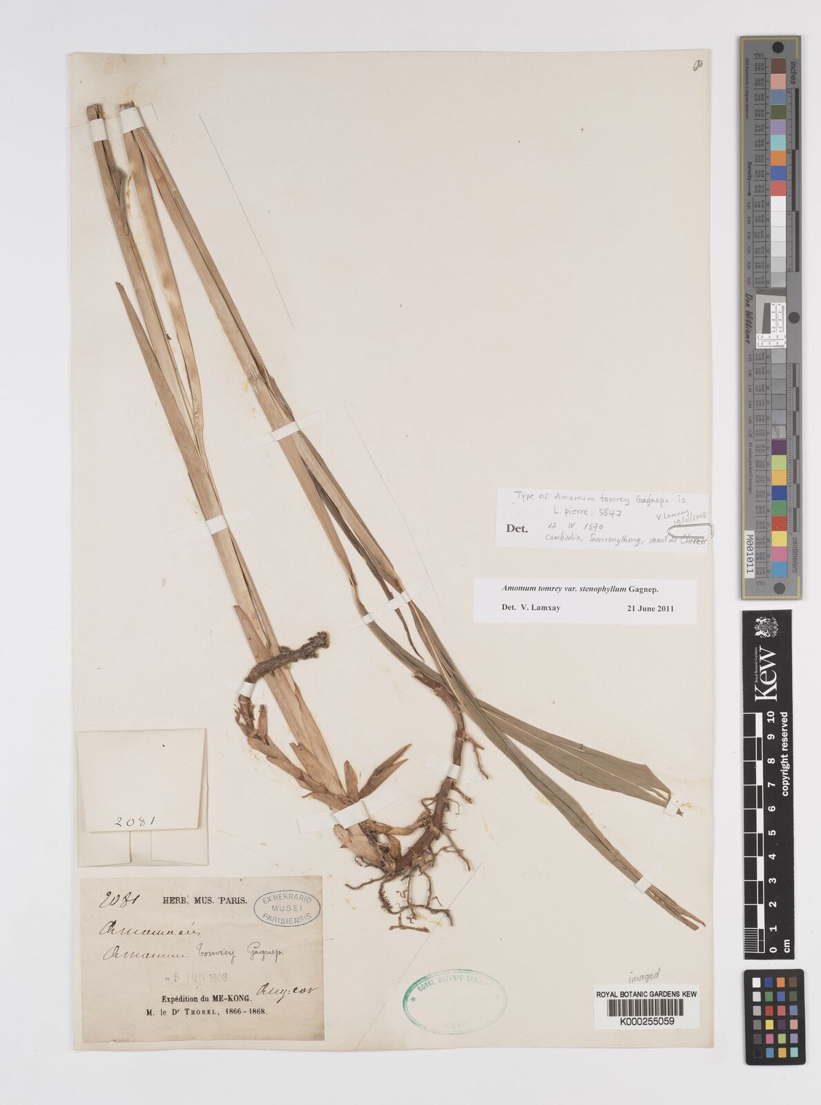 Kew Gardens K000255059:  Thorel, C. [2081]