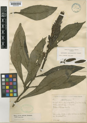 Kew Gardens K000534552:  Lehmann, F.C. [s.n.] Colombia