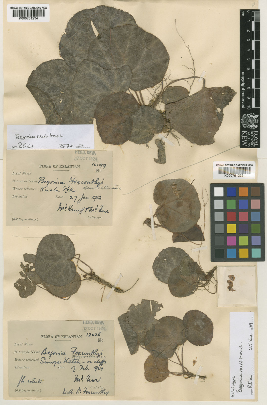 Begonia nurii Irmsch. | Plants of the World Online | Kew Science