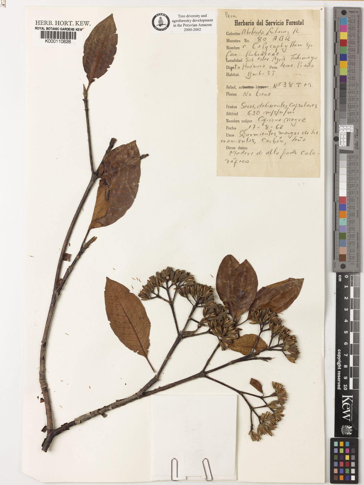 Calycophyllum spruceanum (Benth.) . ex . | Plants of the World  Online | Kew Science