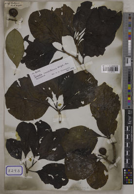 Kew Gardens K001125170:  s.coll. [Cat. no. 8293]