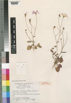 Kew Gardens K000377974:  Merxmüller, H.; Giess, W. [3148] South Africa