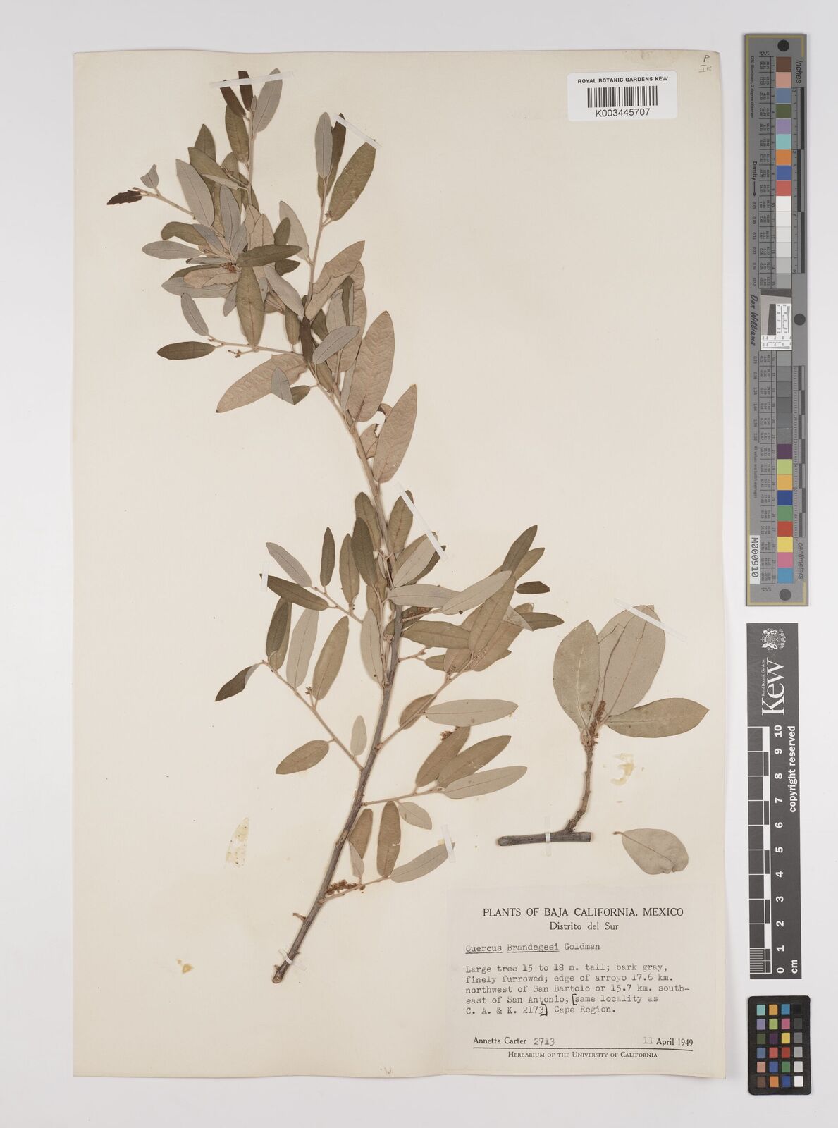 Quercus brandegeei