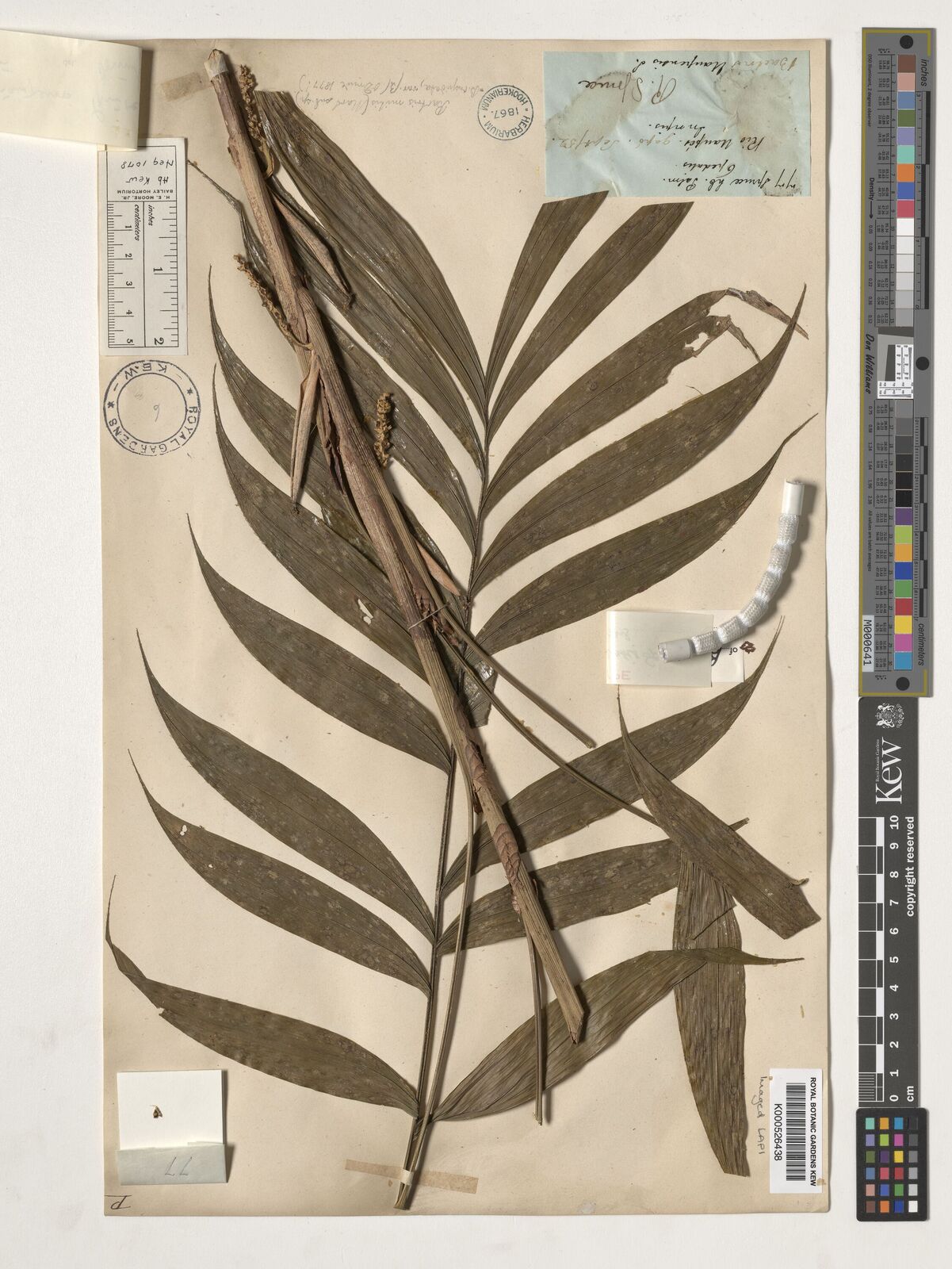 Kew Gardens K000526438:  Spruce, R. [77] Brazil