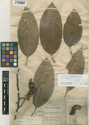 Kew Gardens K000681559:  Forbes, H.O. [442a] Papua New Guinea