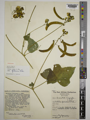 Kew Gardens K000058992:  s.coll. [s.n.] Tanzania