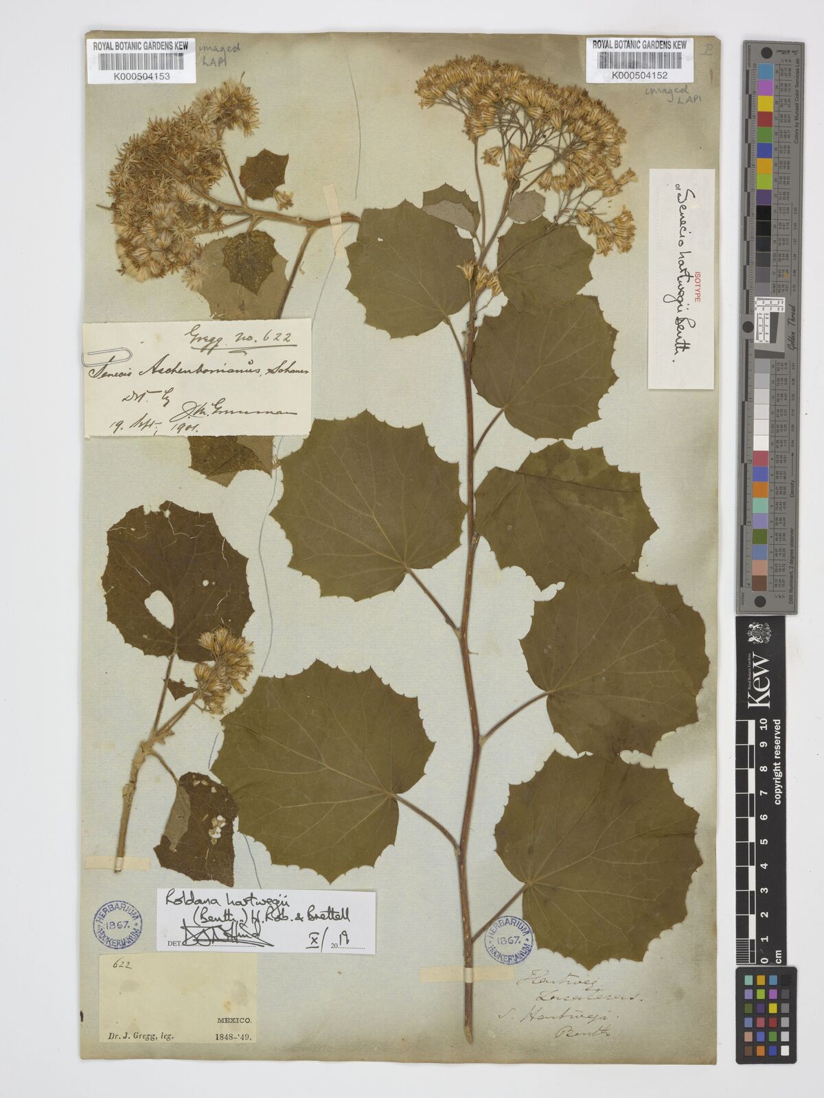 Kew Gardens K000504152:  Hartweg [s.n.] Mexico